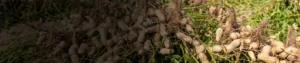 CARBENDAZIM 12% + MANCOZEB 63% WS