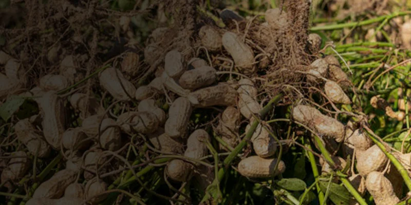CARBENDAZIM 12_ + MANCOZEB 63_ WS CARBENDAZIM 12% + MANCOZEB 63% WS