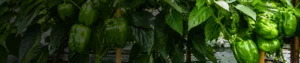 Calcium Glycinate