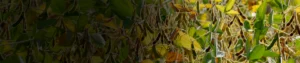 Carbendazim 25_ + Mancozeb 50_ WS Carbendazim 25% + Mancozeb 50% WS