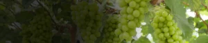 Carbendazim 46.27% SC