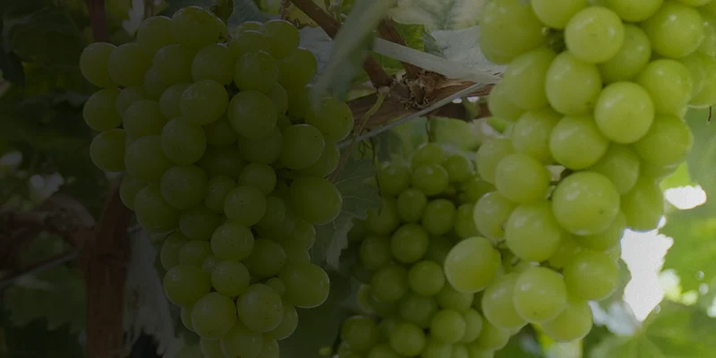 Carbendazim 46.27_ SC Carbendazim 46.27% SC
