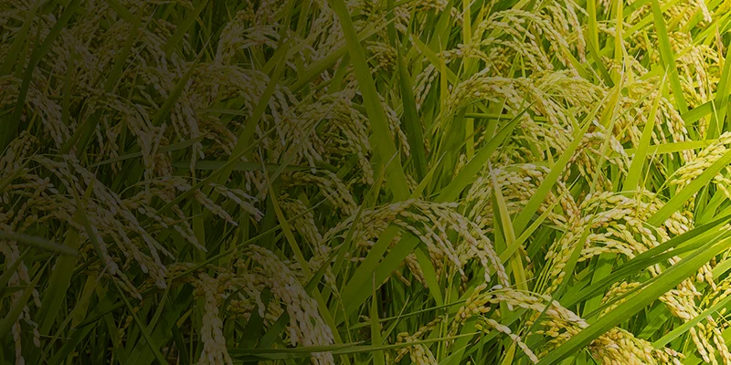 Carbendazim 5_ GR Carbendazim 5% GR