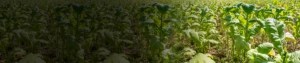 Chelated Calcium As Calcium Glycine Chelated Calcium As Calcium Glycine (Liquid)