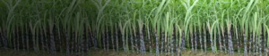 Chlorantraniliprole 0.4_ GR Chlorantraniliprole 0.4% GR