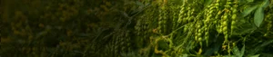 Chlorantraniliprole 9.3_ + Lambda cyhalothrin 4.6_ ZC Chlorantraniliprole 9.3% + Lambda cyhalothrin 4.6% ZC
