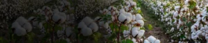 Chlorpyrifos 50_ EC Chlorpyrifos 50% EC