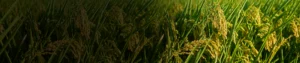Chlorpyriphos 1.5% DP