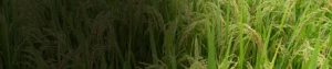 Chlorpyriphos 10% GR