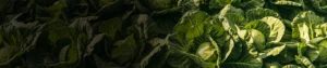 Chlorpyriphos 2% RTU