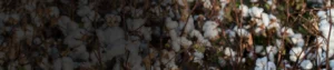 Clothianidin 50_ WG Clothianidin 50_ WG