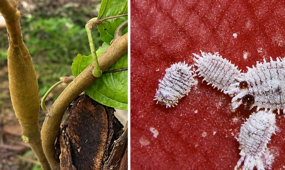 Cocoa's Bitter Enemy: Understanding the Cocoa Swollen Shoot Virus and its Management