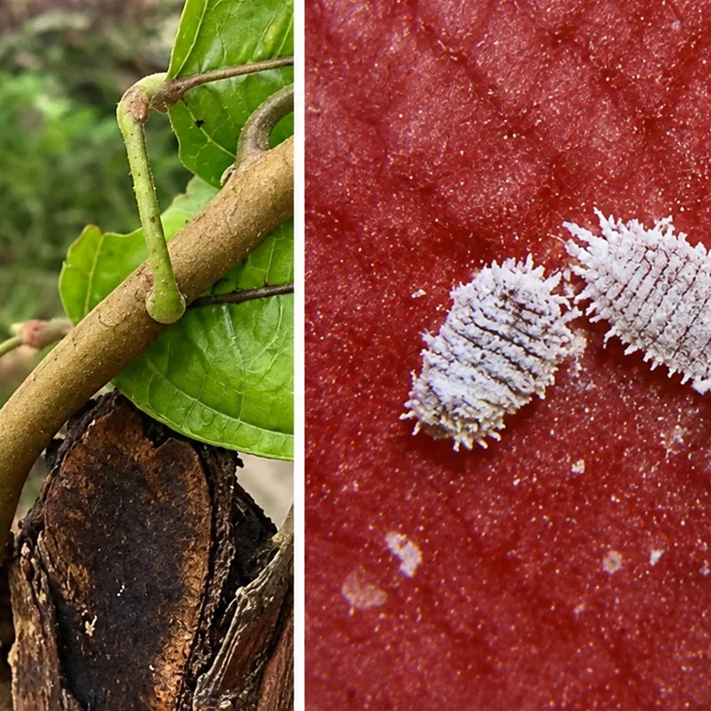 Cocoa’s Bitter Enemy: Understanding the Cocoa Swollen Shoot Virus and its Management