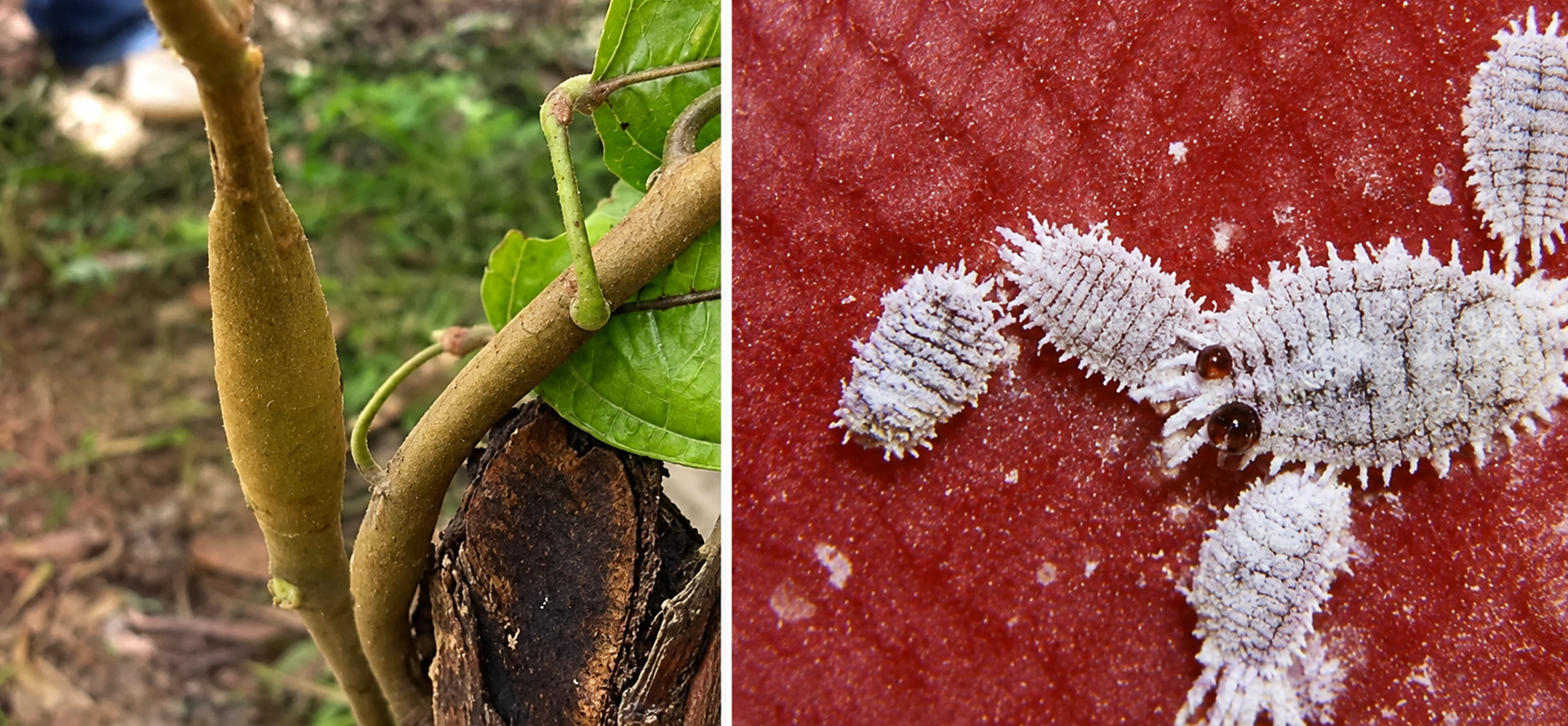 Cocoa's Bitter Enemy: Understanding the Cocoa Swollen Shoot Virus and its Management