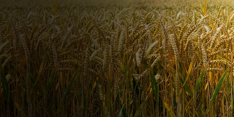 Crop Tiger Crop Tiger