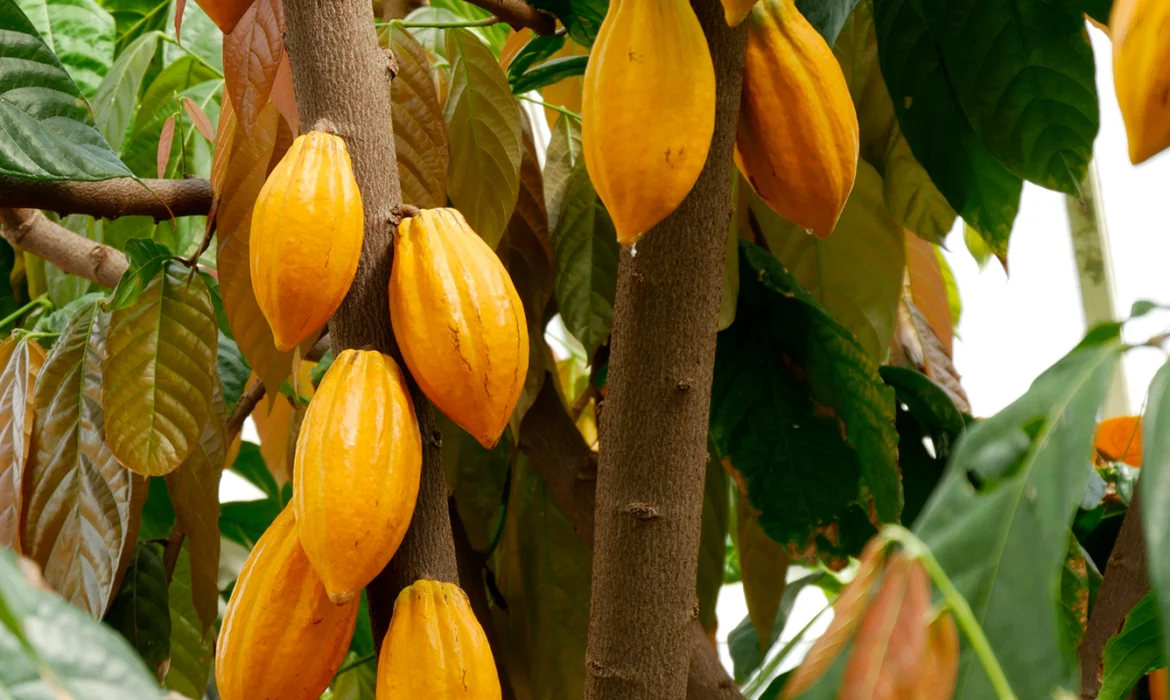 Decoding Cocoa's Nutritional Alchemy: Fortifying Growth, Defying Pests