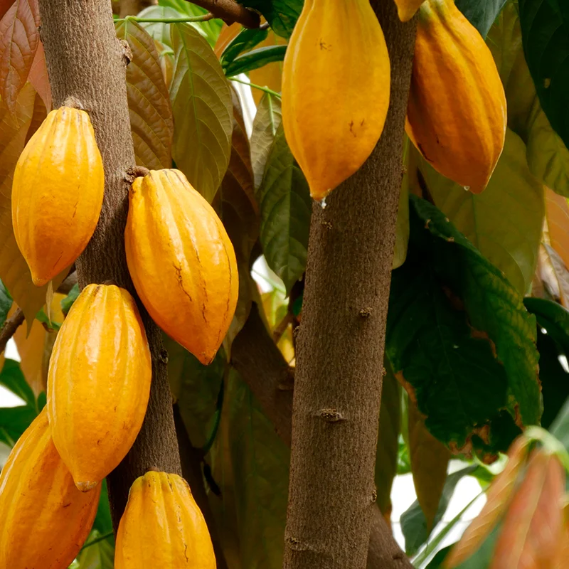 Decoding Cocoa’s Nutritional Alchemy: Fortifying Growth, Defying Pests