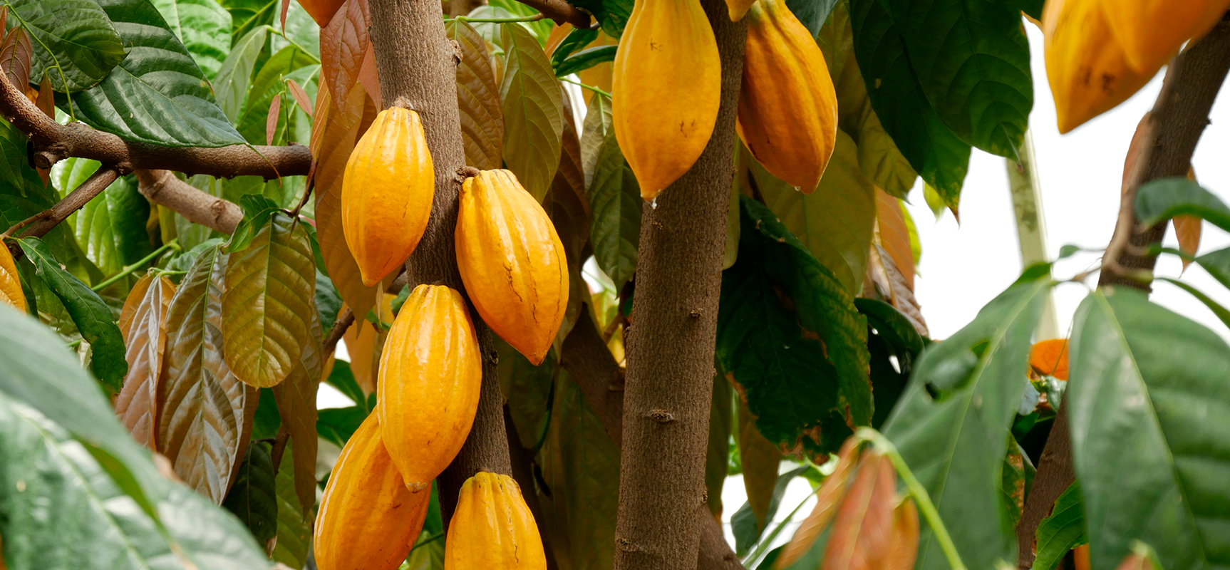 Decoding Cocoa's Nutritional Alchemy: Fortifying Growth, Defying Pests