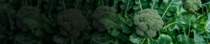 Deltamethrin 2% w/w EW
