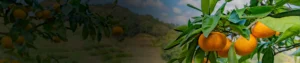 Diafenthiuron 50% WP