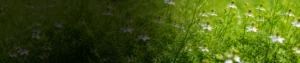 Difenoconazole 25% EC