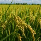 Discovering Phosphate Solubilizing Bacteria (PSB) power to boost Phosphorus for higher yields