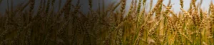 Fipronil 0.3_ GR Fipronil 0.3% GR