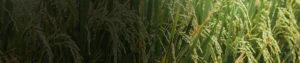 Fipronil 0.6_ GR Fipronil 0.6_ GR