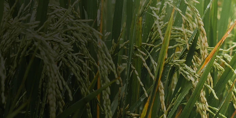 Fipronil 0.6_ GR