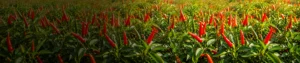 Fipronil 7_ + Hexythiazox 2_ SC Fipronil 7% + Hexythiazox 2% SC