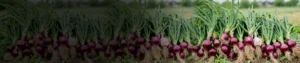Fipronil 80_ WG Fipronil 80% WG