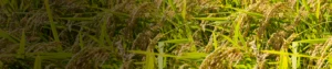 Flubendiamide 4% + Buprofezin 20% SC