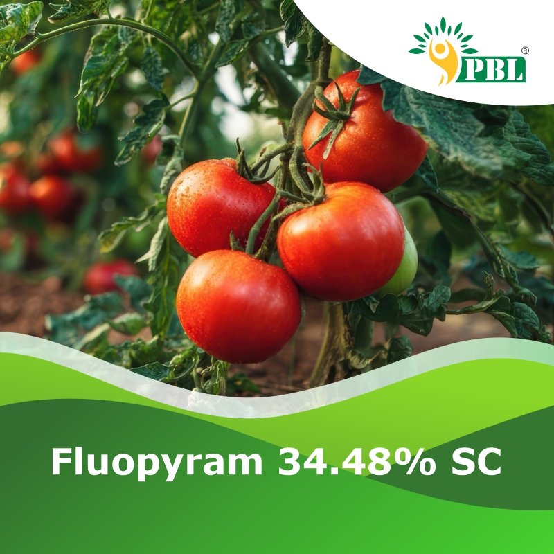 Fluopyram 34.48% SC