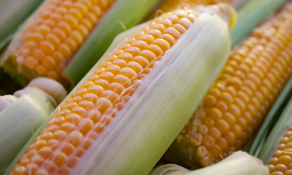 From Seed to Harvest: Unleashing the Golden Potential of Maize Cultivation