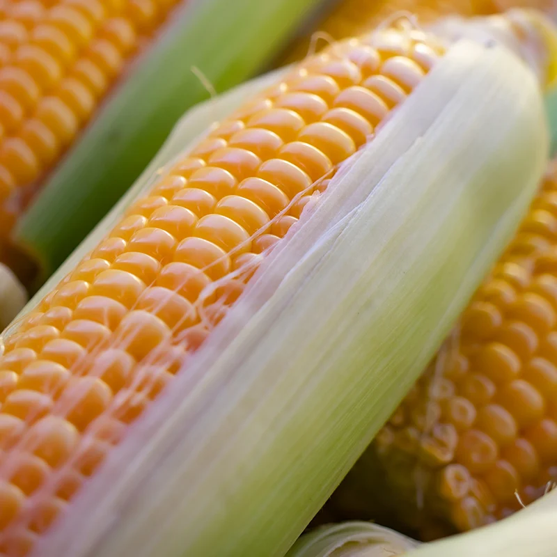 From Seed to Harvest: Unleashing the Golden Potential of Maize Cultivation