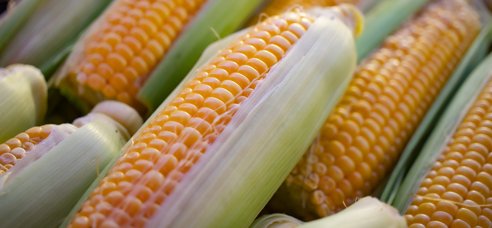 From Seed to Harvest: Unleashing the Golden Potential of Maize Cultivation
