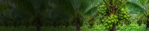 Fulvic Acid 80%