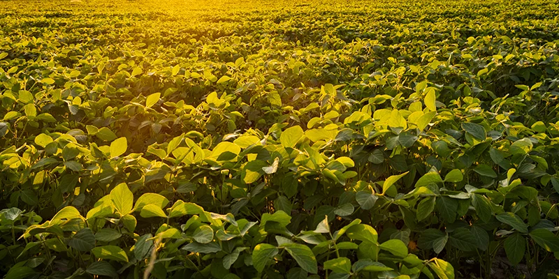 Fungicides Market Trends 2025: What Every Agri Brand Needs to Know
