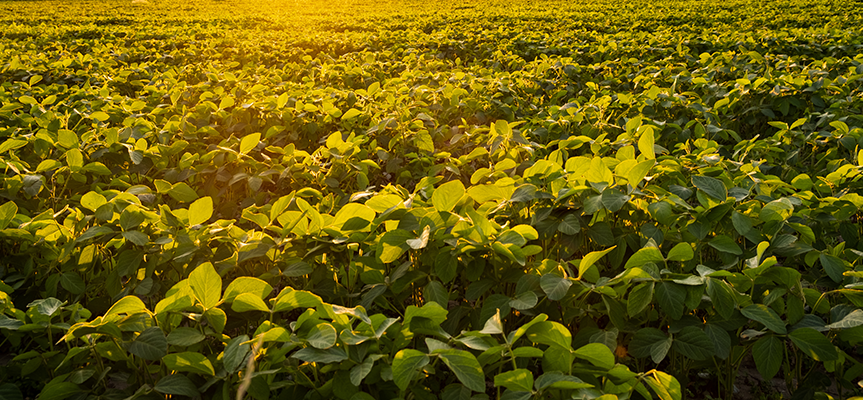 Fungicides Market Trends 2025: What Every Agri Brand Needs to Know