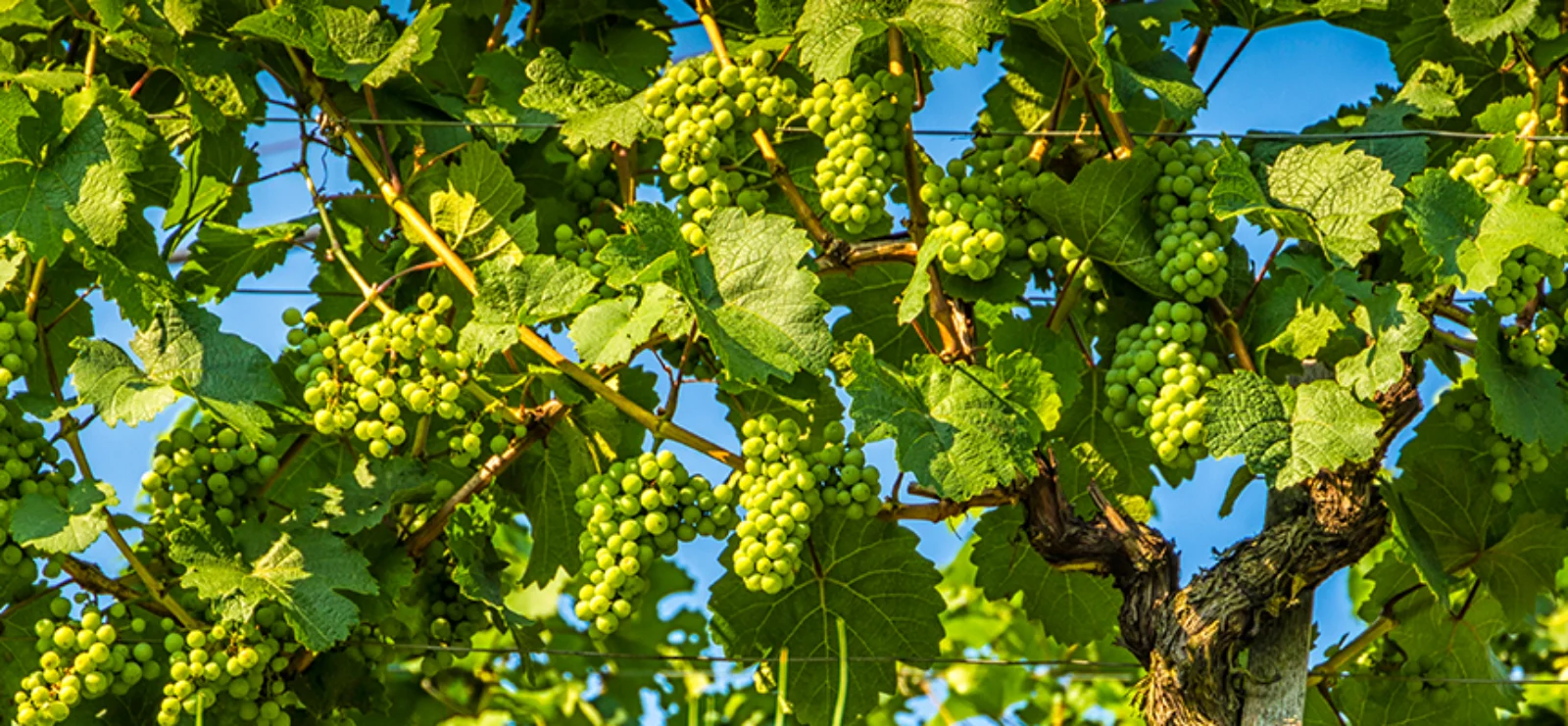 Gibberellic Acid: The Growth Awakener of Plants