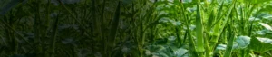 Gibberellic Acid 20% SL