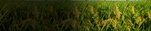 Gibberellic Acid 40% WSG