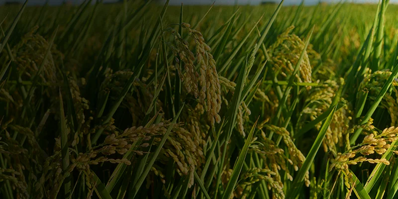 Gibberellic Acid 40% WSG