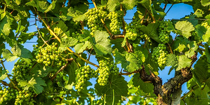 Gibberellic Acid: The Growth Awakener of Plants