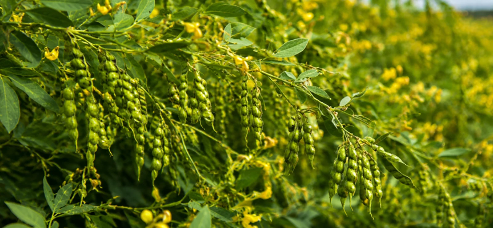 Gibberellic Acid: The key to bigger, better harvests