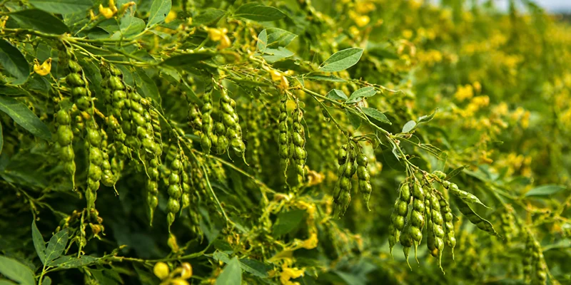 Gibberellic Acid: The key to bigger, better harvests