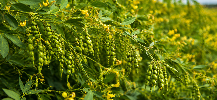 Gibberellic Acid: The key to bigger, better harvests