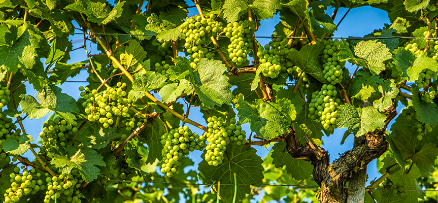 Gibberellic Acid: The Growth Awakener of Plants