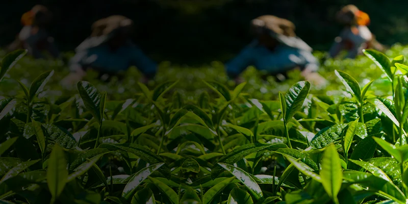 Glyphosate 41% SL