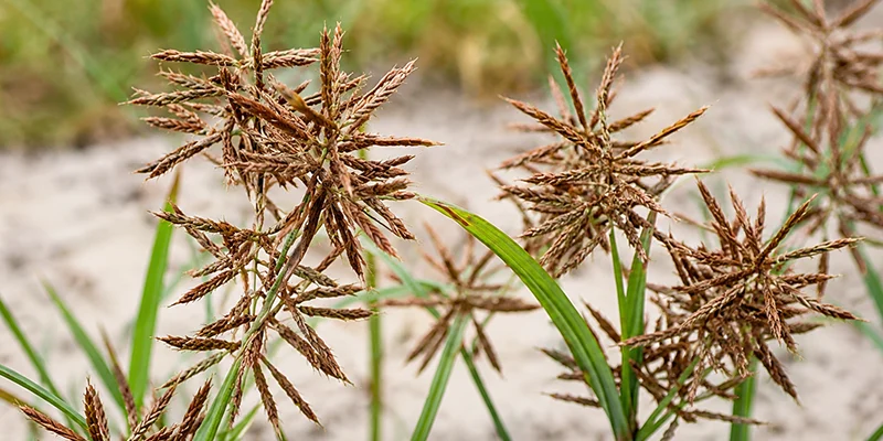 Glyphosate: The Herbicide Everyone’s Talking About, But Few Truly Understand